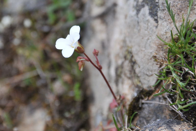 Saxifraga corsica /  sassifraga sardo-corsa